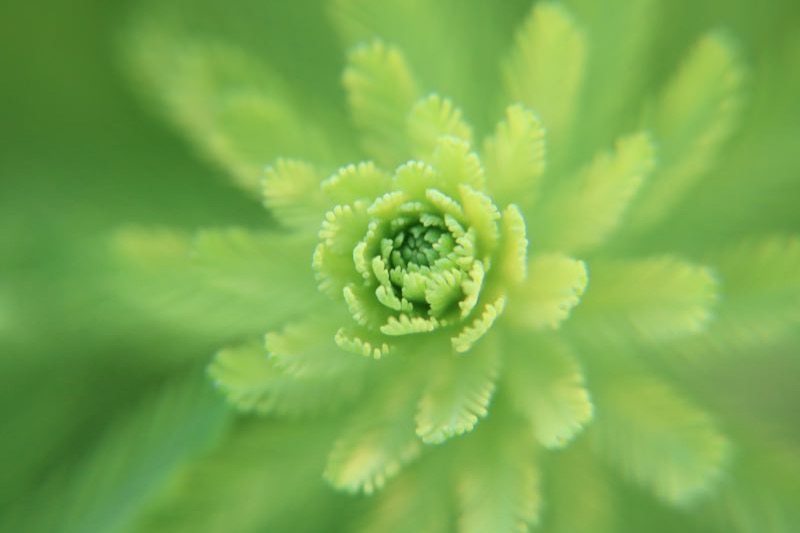 水生植物應用技術